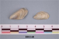 藏品(斧足類)的圖片